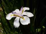 Dietes grandiflora 'Wild Iris'
