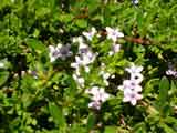 Myoporum parvifolium purpurea