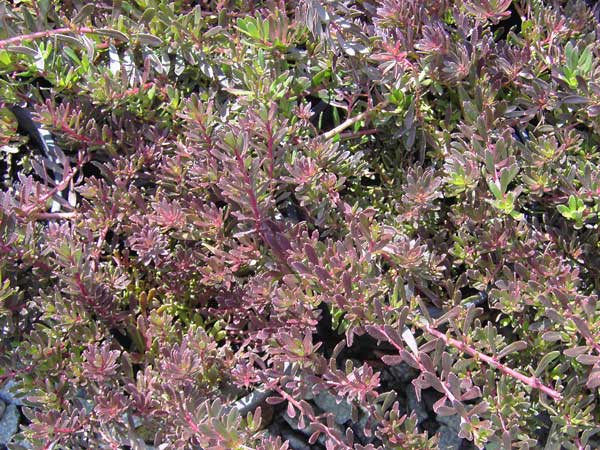Myoporum+parvifolium+purpurea