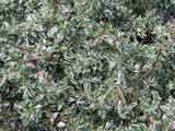Abelia grand x grandiflora variegated