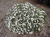 Convolvulus cneorum 'Silver Bush'