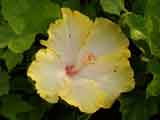 Hibiscus 'Yellow'