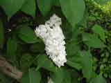 Syringea 'White Lilac'