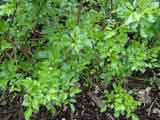 Leptospermum Tecomaria capensis lutea