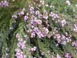 Verticordia plumosa
