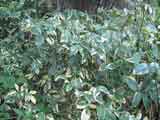 Pandorea pandorana variegated